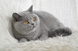 DSC 1566