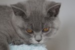 downloadfile-2
