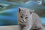 figaro0265